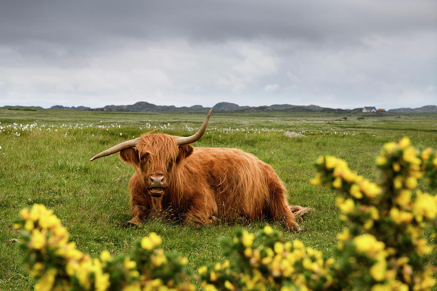 Highland Cattle with crooked horns lying in a field on the Ross  Photograph by Reimar Gaertner