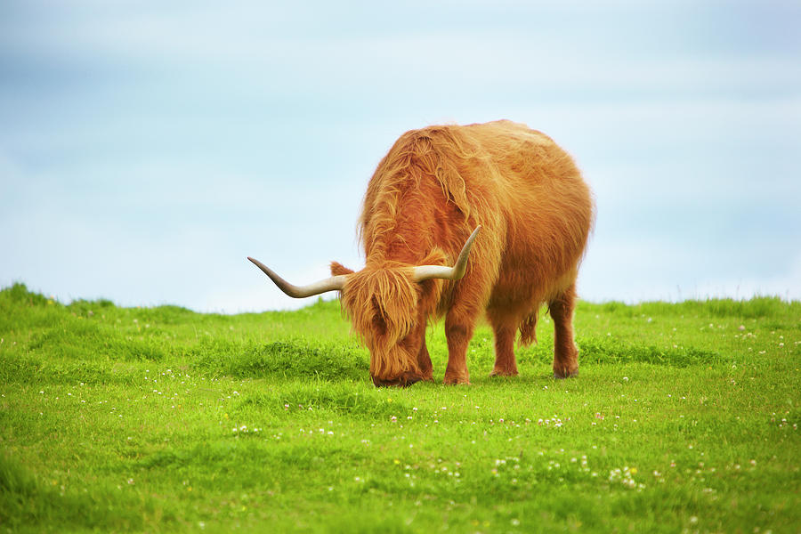 Highland Cow Photograph by Adam Gault