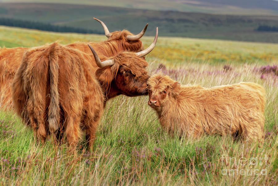 Nature Photograph - Highland cow and calf by Delphimages Photo Creations