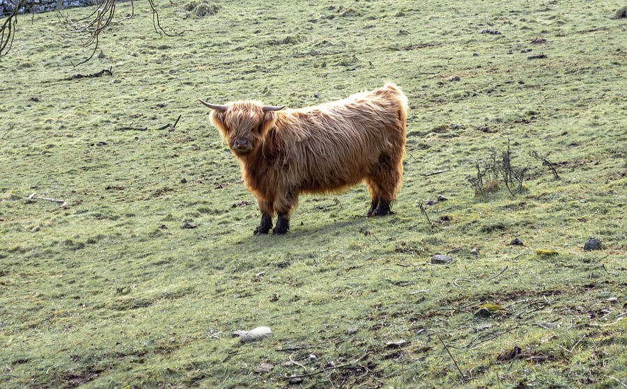 Highland Cow at Middleton Incline Photograph by Scott Lyons