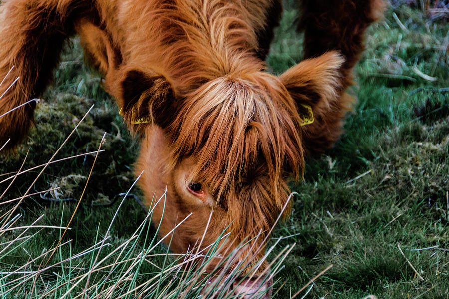 Highland cow eating close up Photograph by Scott Lyons