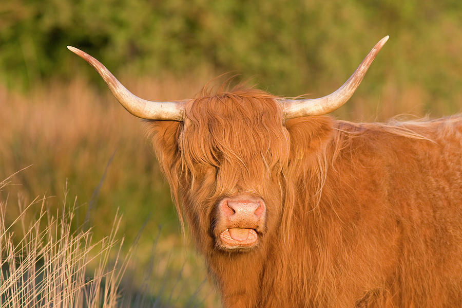 Highland Cow Photograph by Geoff Du Feu