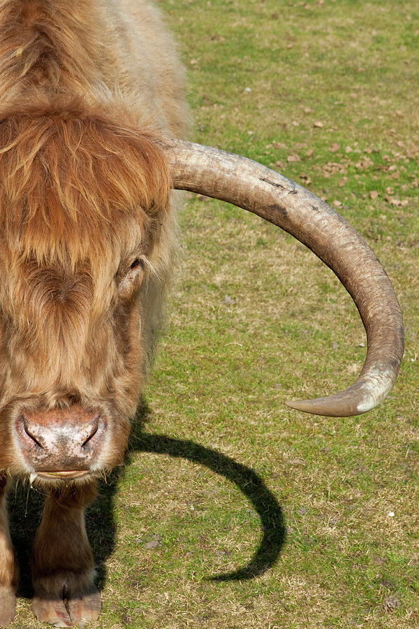 Highland Cow Photograph by Georgethefourth