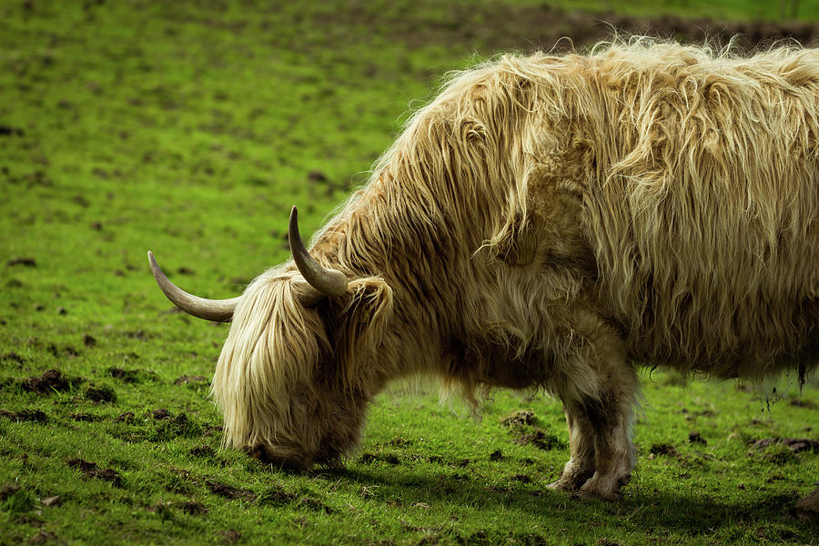Highland Cow Photograph by Graham Mackay