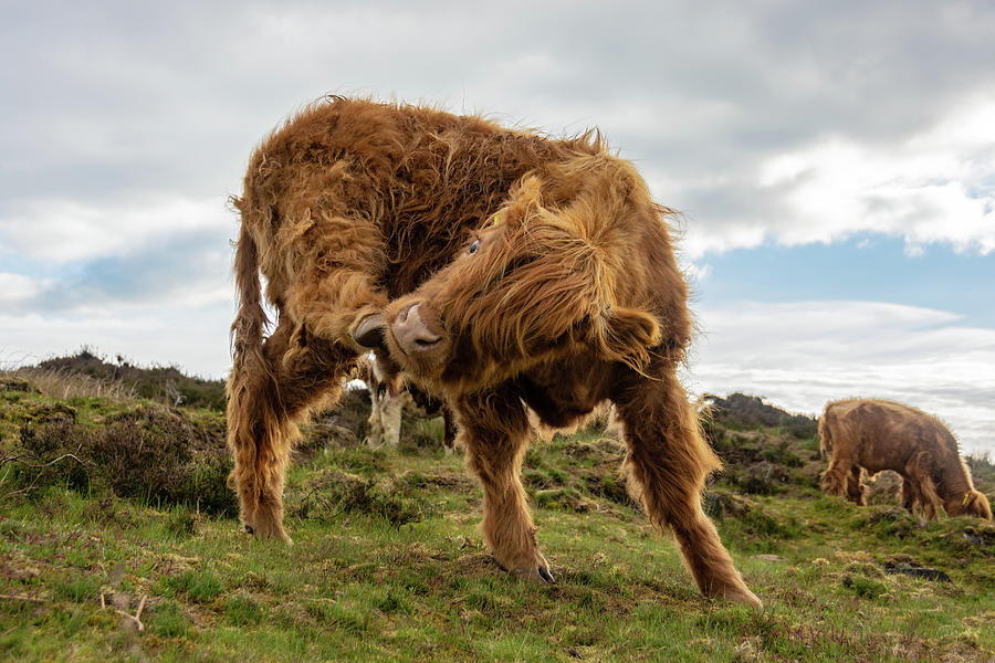 Highland cow having a scratch Photograph by Scott Lyons