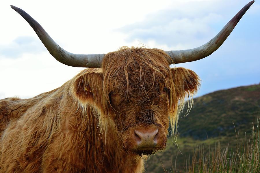 Highland Cow Photograph by Image By Simon Cassar