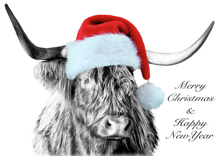 Highland Cow In A Santa Hat Photograph by Jane Braat Photography