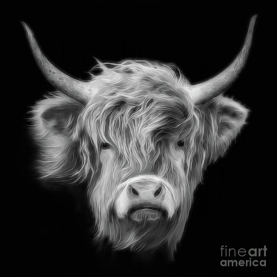 Highland Cow In Black And White Photograph