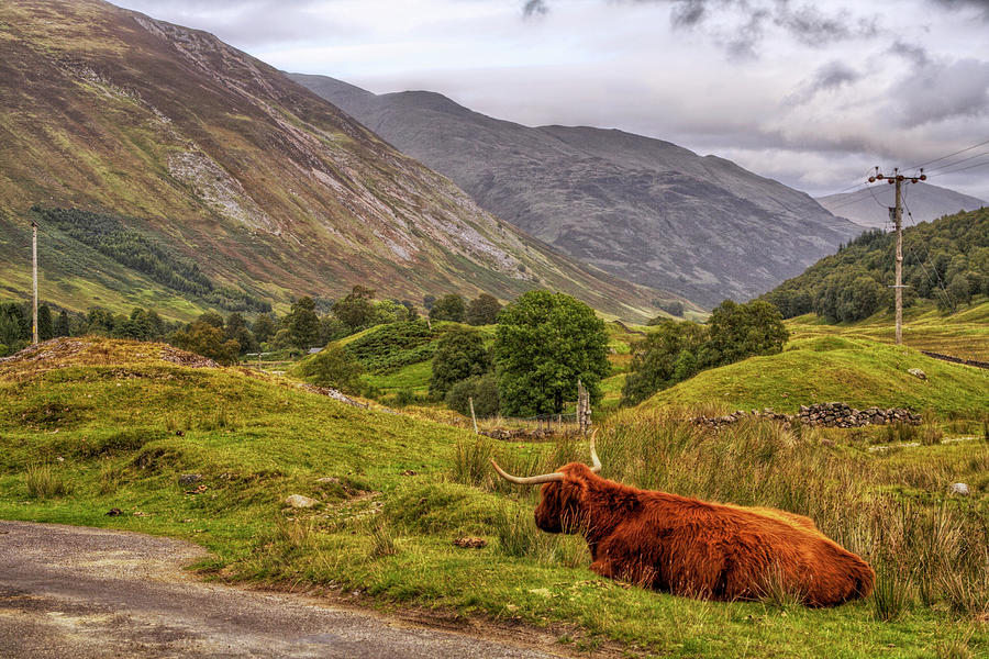 Highland Cow in Scotland Photograph by Jason Politte
