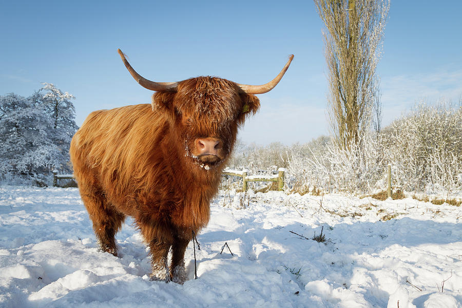 Highland Cow In Snow Photograph by Simon Wrigglesworth | Fine Art America