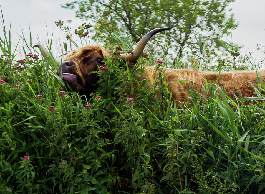Highland cow in tall grass Photograph by Scott Lyons