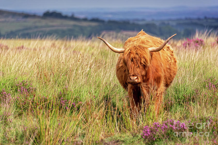Highland cow in the moor Photograph by Delphimages Photo Creations