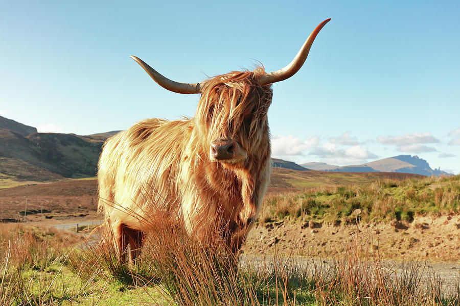 Highland Cow - Isle of Skye Photograph by Grant Glendinning - Fine Art ...