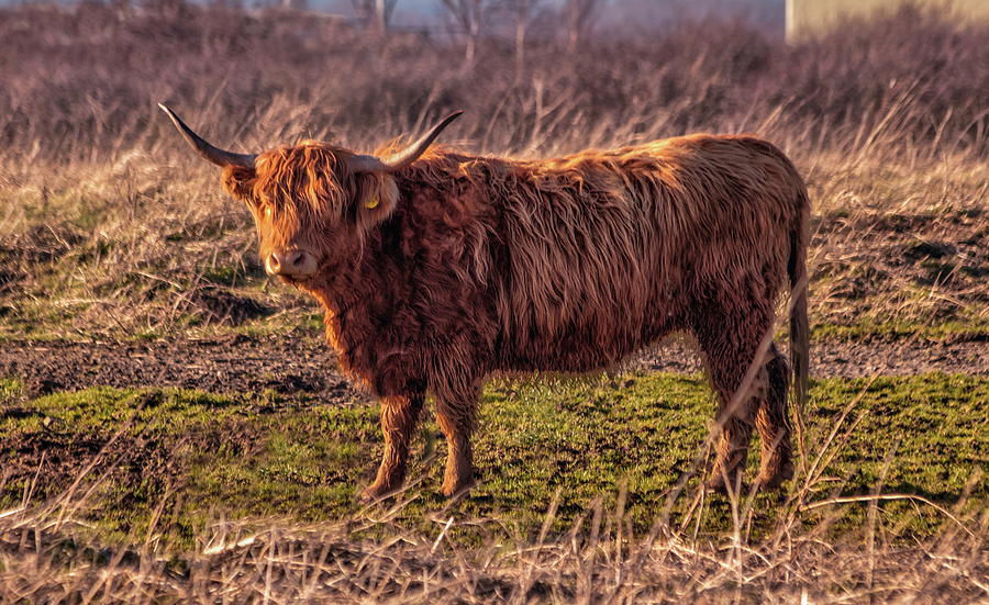 Highland Cow Photograph by Jeff Townsend