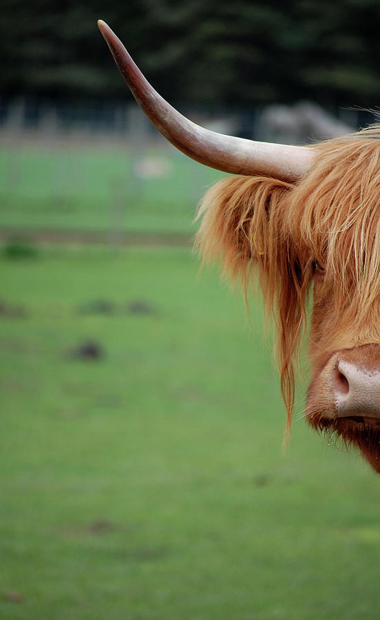 Highland Cow Photograph by Johncairns