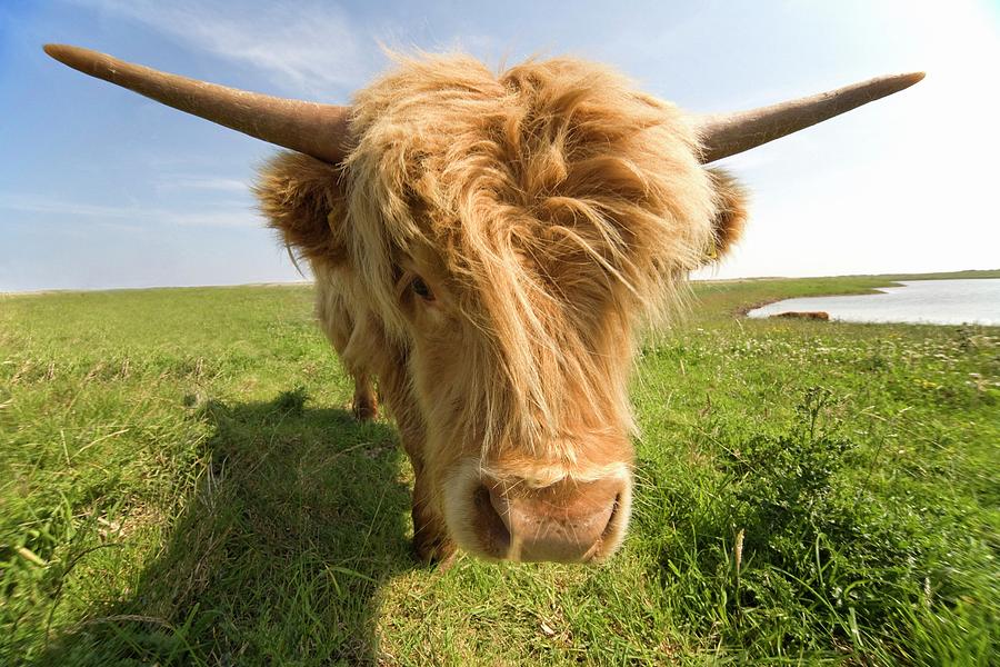 Highland Cow, North Yorkshire, England Photograph by Design Pics/john Short