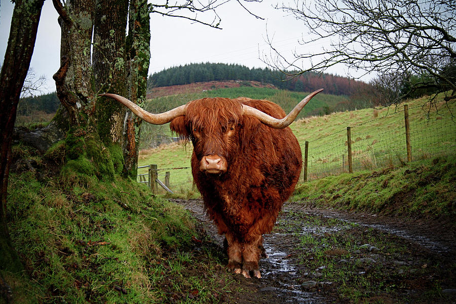 Highland Cow Photograph by Photographed By Victoria Phipps ©