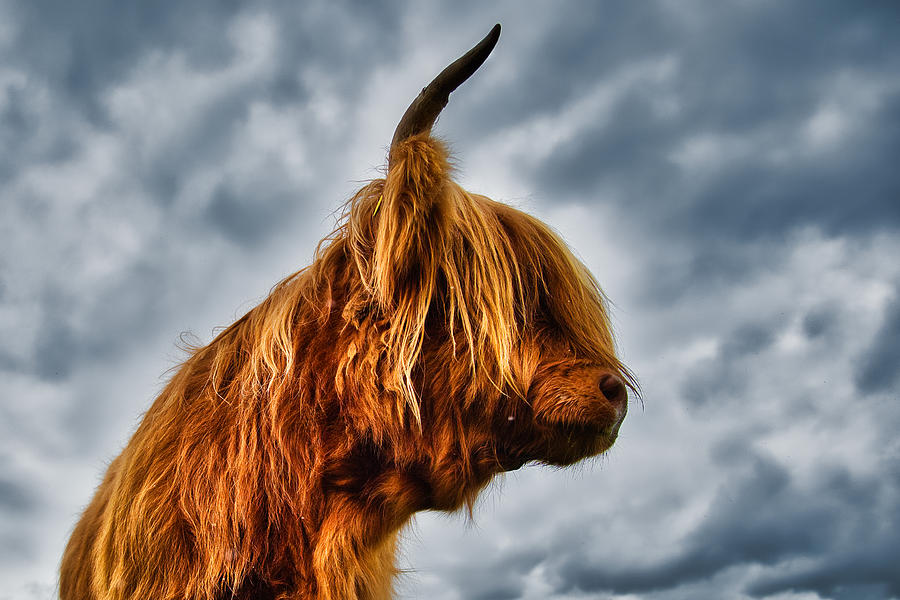 Up Movie Photograph - Highland Cow Profile - Scotland by Stuart Litoff