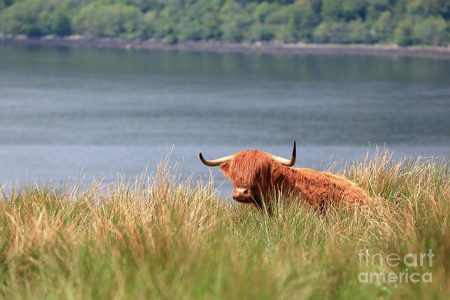 Highland Cow resting in the grass above Loch Fyne Photograph by Maria Gaellman