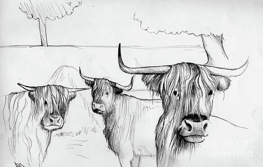 Download Highland Cow Sketch Drawing by Ashley Jennings