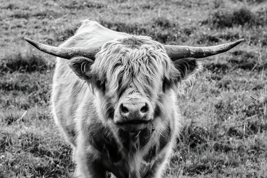 Highland Cow Staring Contest Photograph by Nathan Larson Highland Cow Staring Contest Photograph by Nathan Larson