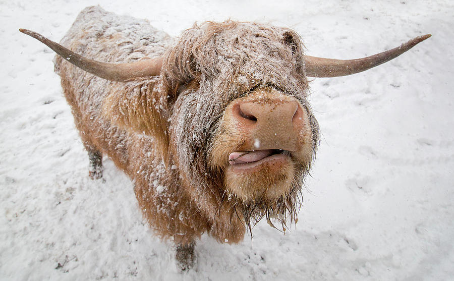Highland Cow Tasting Snow Photograph by Adam West