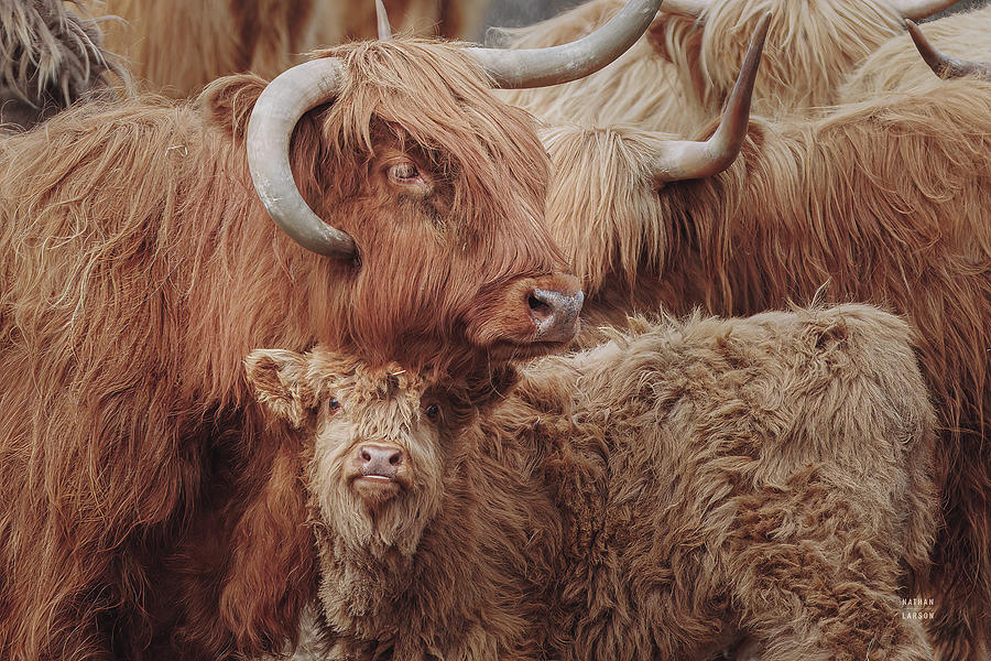 Animal Photograph - Highland Cow Under Cover by Nathan Larson