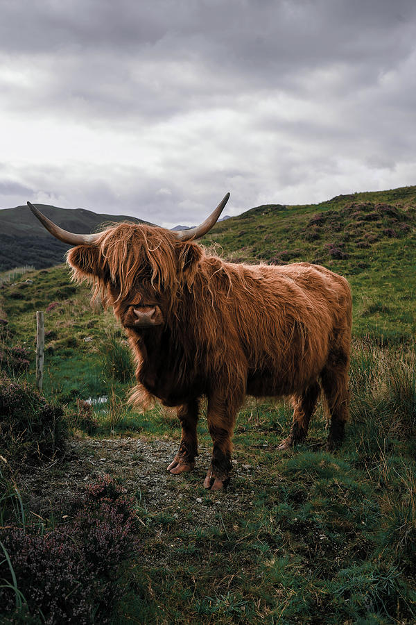 Highland Cow.a Shaggy Scottish Cow With Big Horns Stands On A Green Me ...