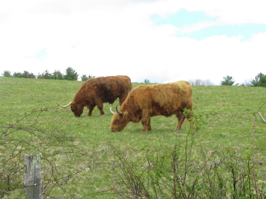 Highland Cows 4 Photograph by Cathy Lindsey - Fine Art America