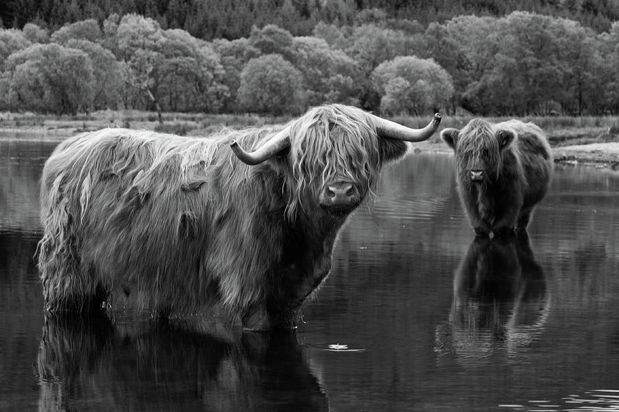 Highland Cows Cooling Off In Loch Voil Photograph by Empato
