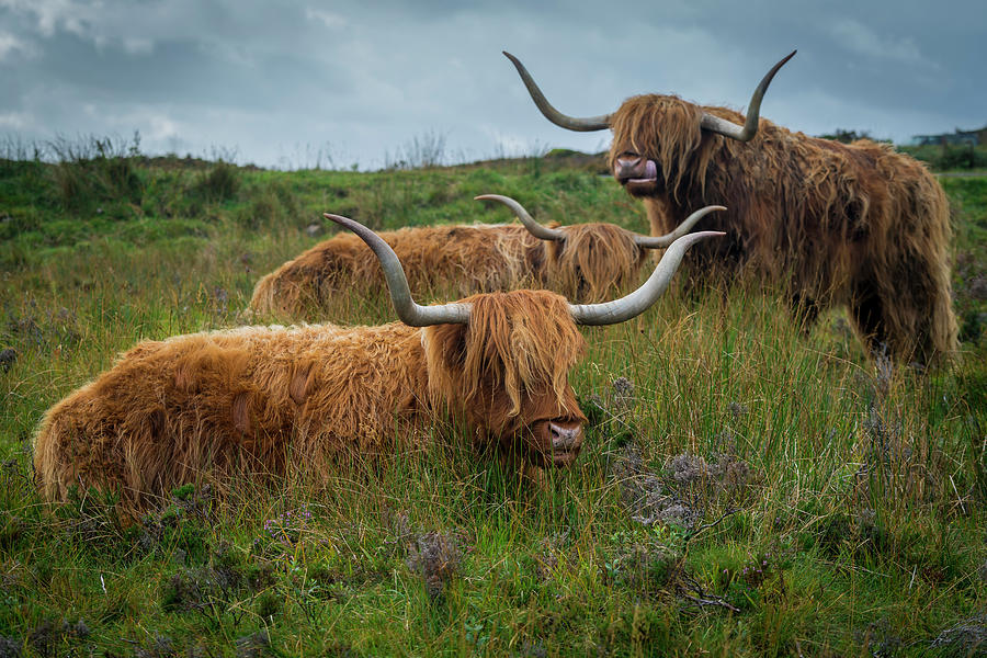 Highland Cows Digital Art by Jan Miracky - Fine Art America
