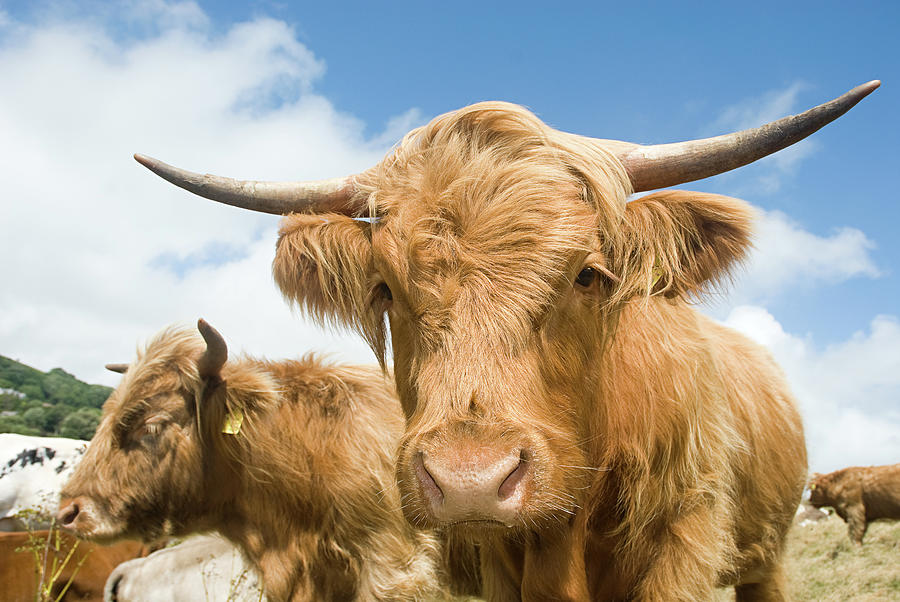 Nature Digital Art - Highland Cows by Janeycakes Photos