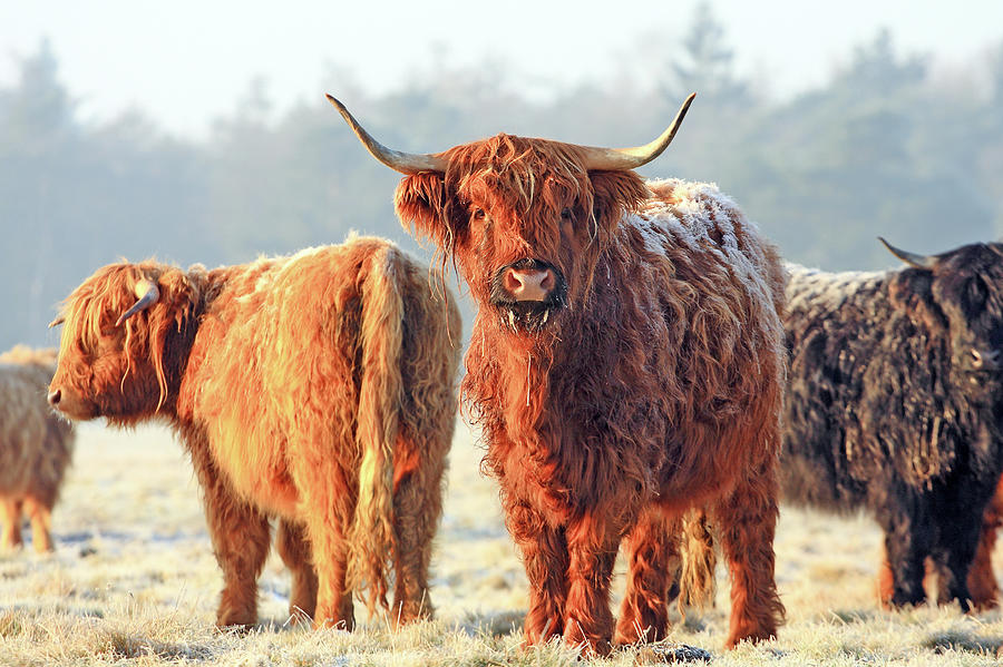 Highland Cows by Marcel Ter Bekke