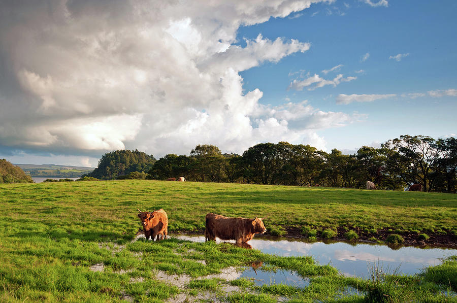 Highland Cows Paddling Photograph by Richard Boak