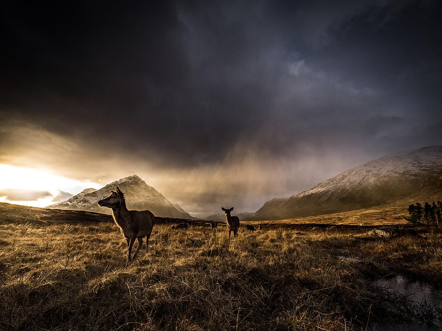 Wildlife Photograph - Highland Deer by Richard Walker