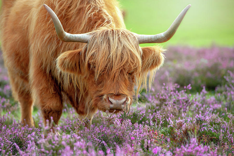 Nature Photograph - Highland In Heather by Jacky Parker