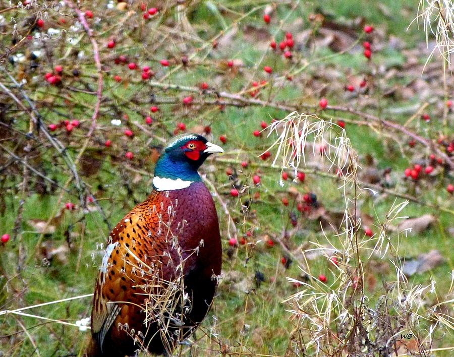 Highland Pheasant Photograph by Will Borden