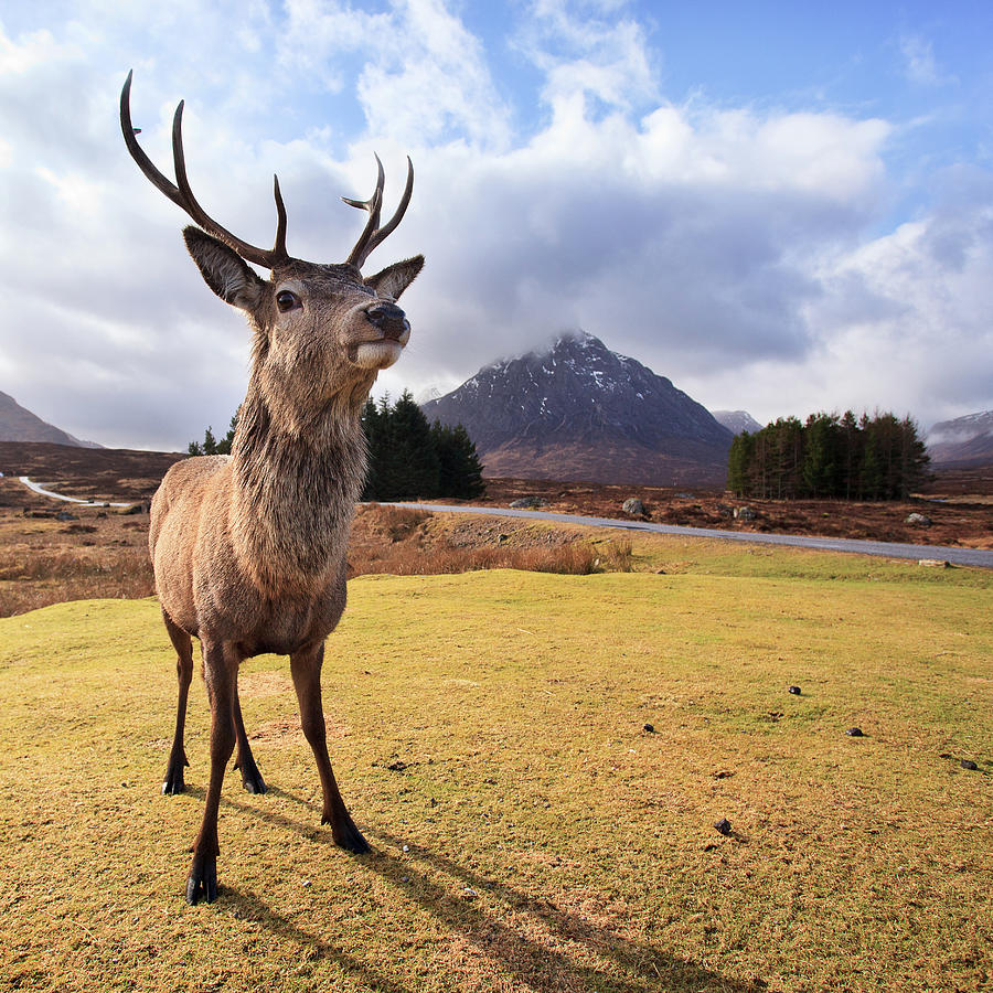 Highland Stag Photograph by Christopher Jackson