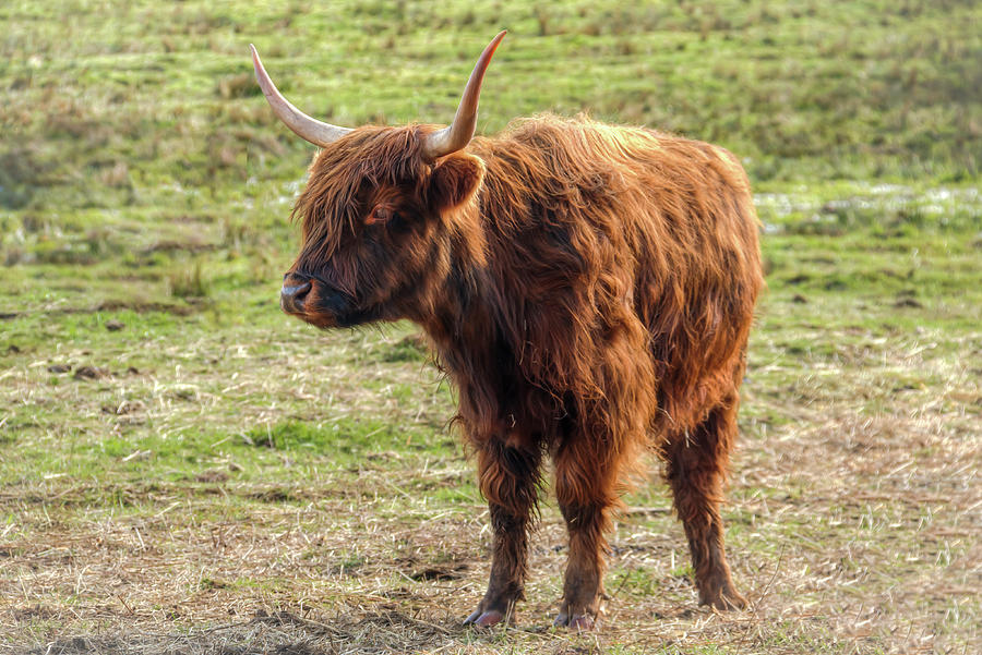 Highland Youngster 01086 Photograph