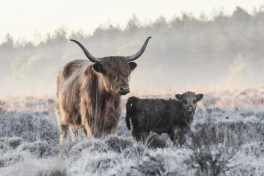 Animal Photograph - Highlander And Calf by Jaap Van Den
