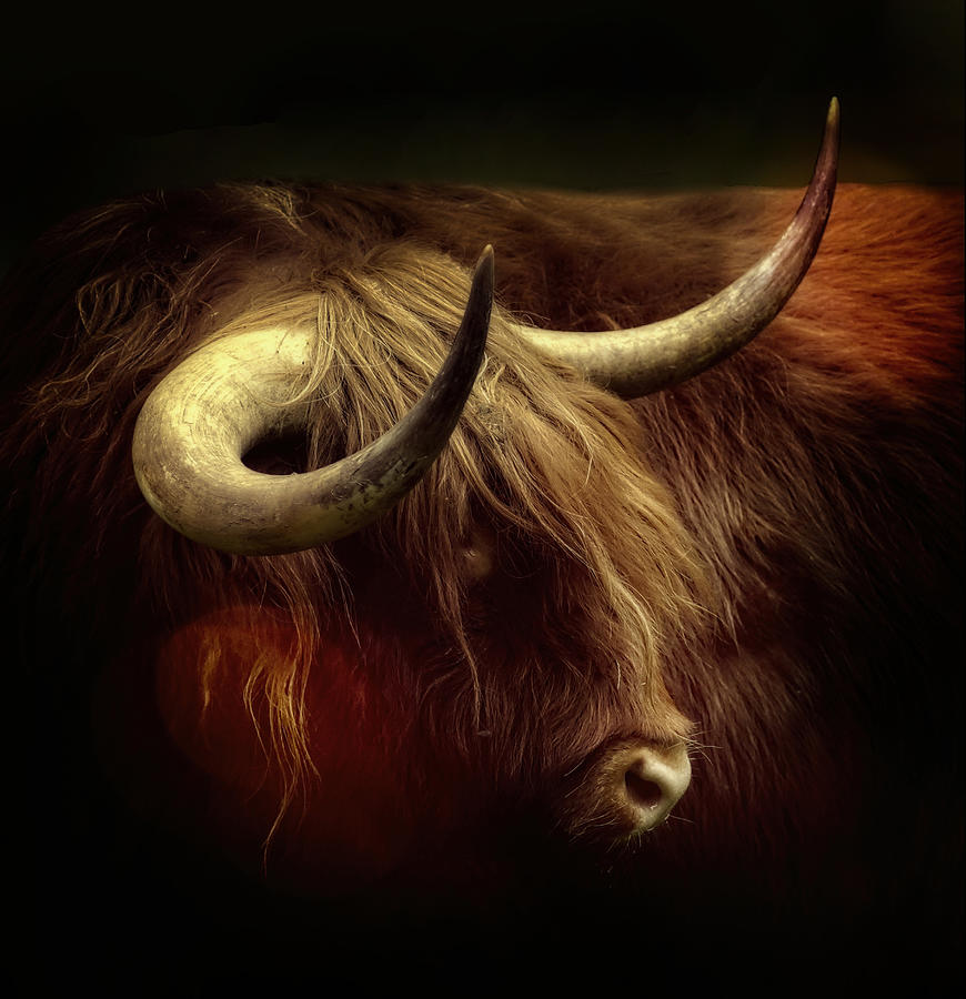 Cow Photograph - Highlander by Anna Cseresnjes