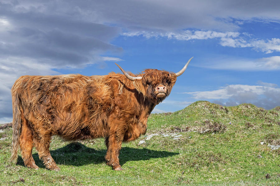 Highlander Photograph by Arterra Picture Library