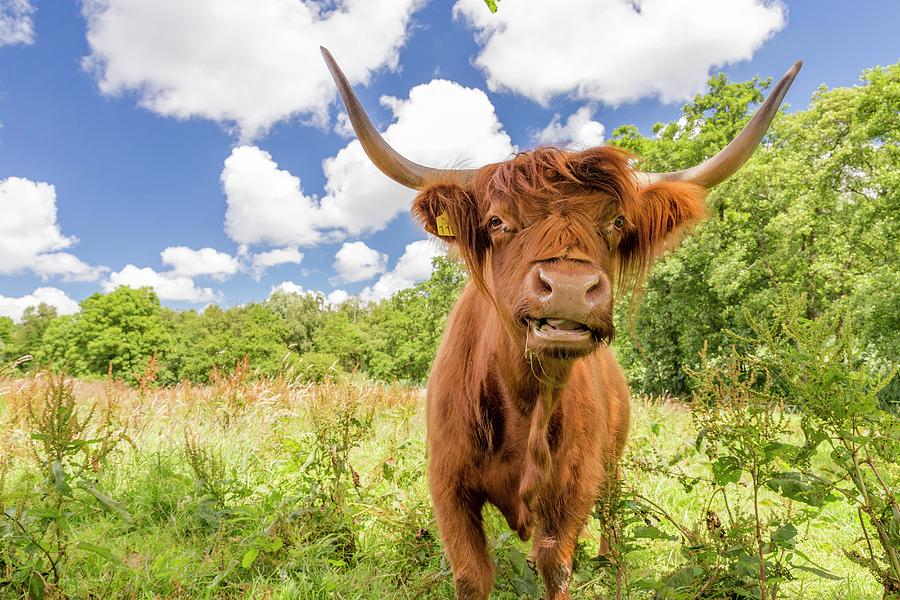Highlander Cow, Groningen, Netherlands Digital Art by Andrea Armellin
