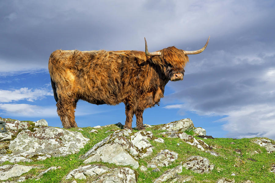 Highlander in Scotland Photograph by Arterra Picture Library