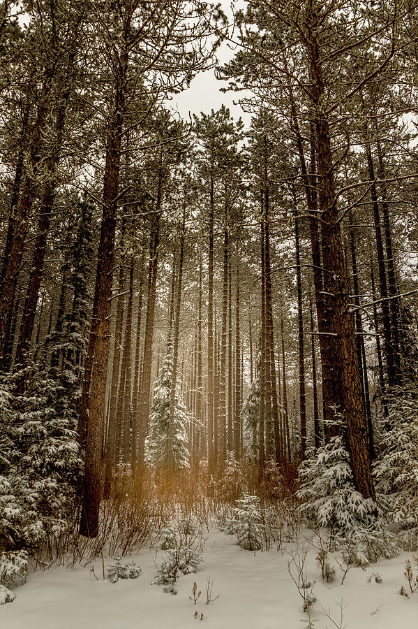 Highlighted Pines Photograph by Joe Kopp