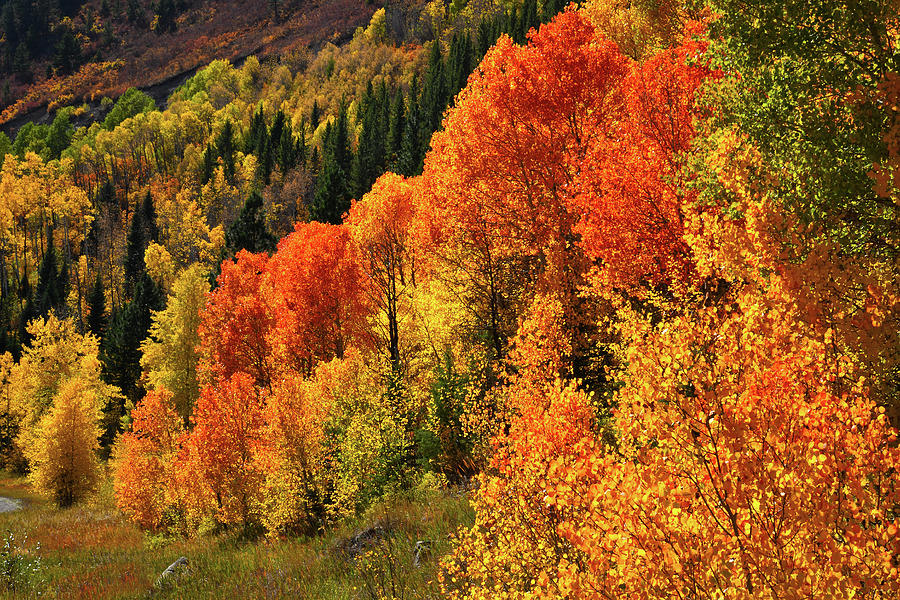 Highway 133 Fall Colors near McClure Pass Photograph by Ray Mathis