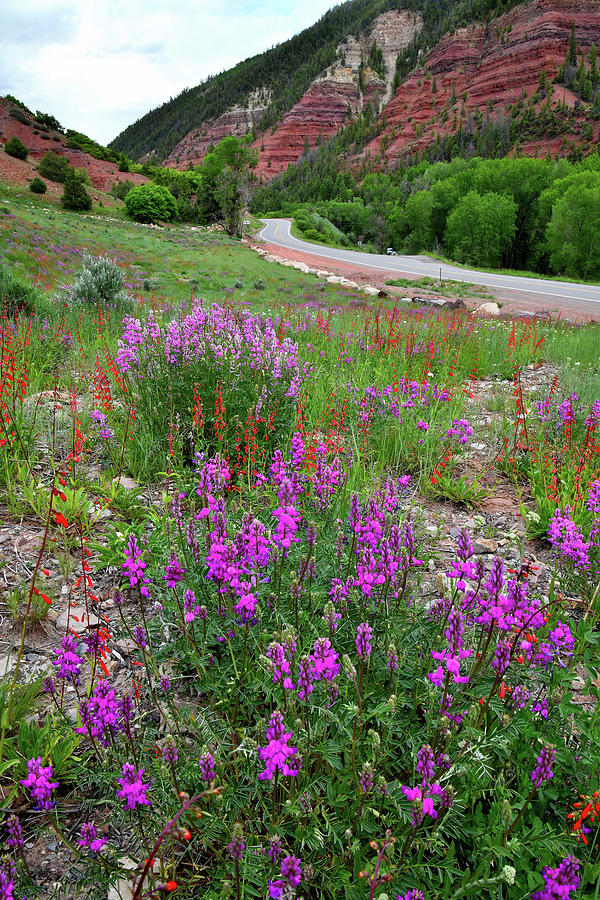 Highway 145 Wildflower Garden Photograph by Ray Mathis