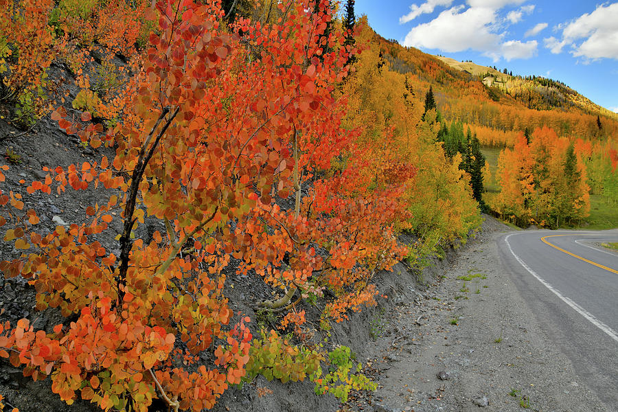 Highway 550 Ablaze in Fall Colors Photograph by Ray Mathis