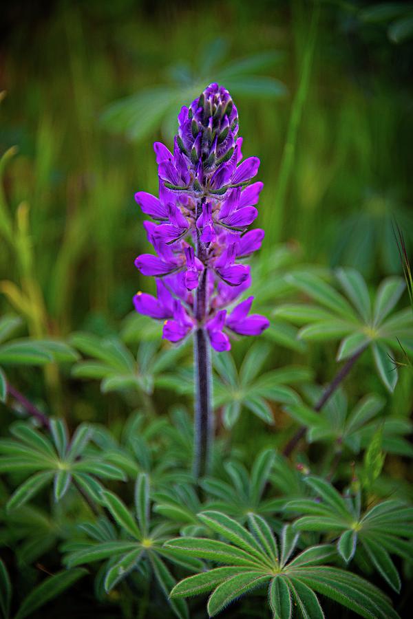 Highway 58 Lupine Photograph by Lynn Bauer