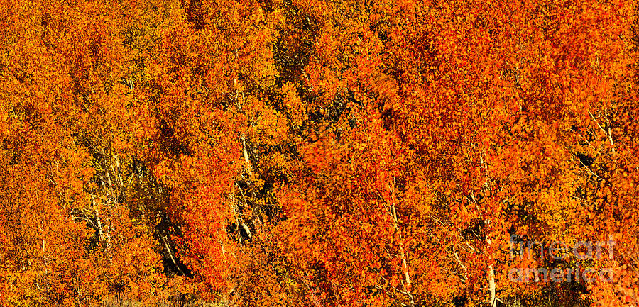 Highway 89 Peak Fall Foliage Panorama Photograph by Adam Jewell